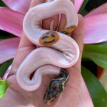 Meet the smiley-faced snake captivating the internet! A ball python with a unique pattern wows viewers, sparking fascination and admiration.
