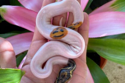 Meet the smiley-faced snake captivating the internet! A ball python with a unique pattern wows viewers, sparking fascination and admiration.