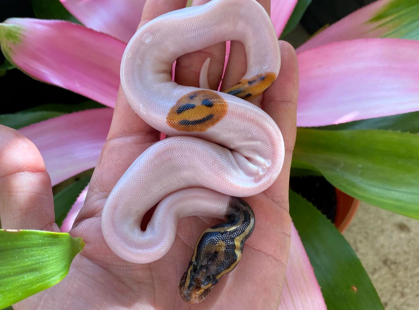 Meet the smiley-faced snake captivating the internet! A ball python with a unique pattern wows viewers, sparking fascination and admiration.