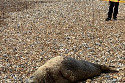 A sunbathing seal spotted by a dog walker on Brighton beach, lounging on the pebbles by the water. Marine rescue urges locals not to interact.