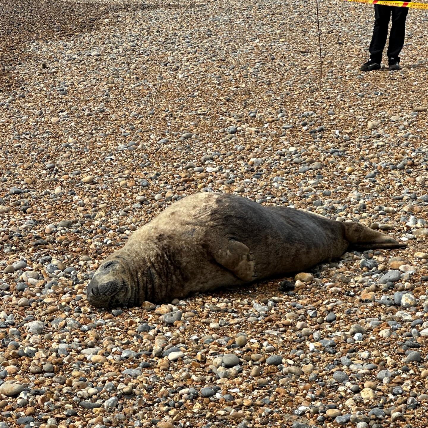 A sunbathing seal spotted by a dog walker on Brighton beach, lounging on the pebbles by the water. Marine rescue urges locals not to interact.