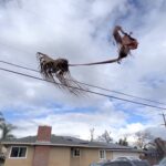 Social media users are amazed by a 'floating' palm tree branch in Fresno, California, likening it to a Hogwarts broomstick. Luis Chavez's viral video sparks jokes about finding a new route to the fictional school.