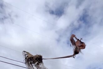 Social media users are amazed by a 'floating' palm tree branch in Fresno, California, likening it to a Hogwarts broomstick. Luis Chavez's viral video sparks jokes about finding a new route to the fictional school.