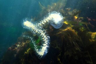 A mysterious two-foot sea creature spotted in a Canadian lake has sparked speculation of alien origins among social media users.