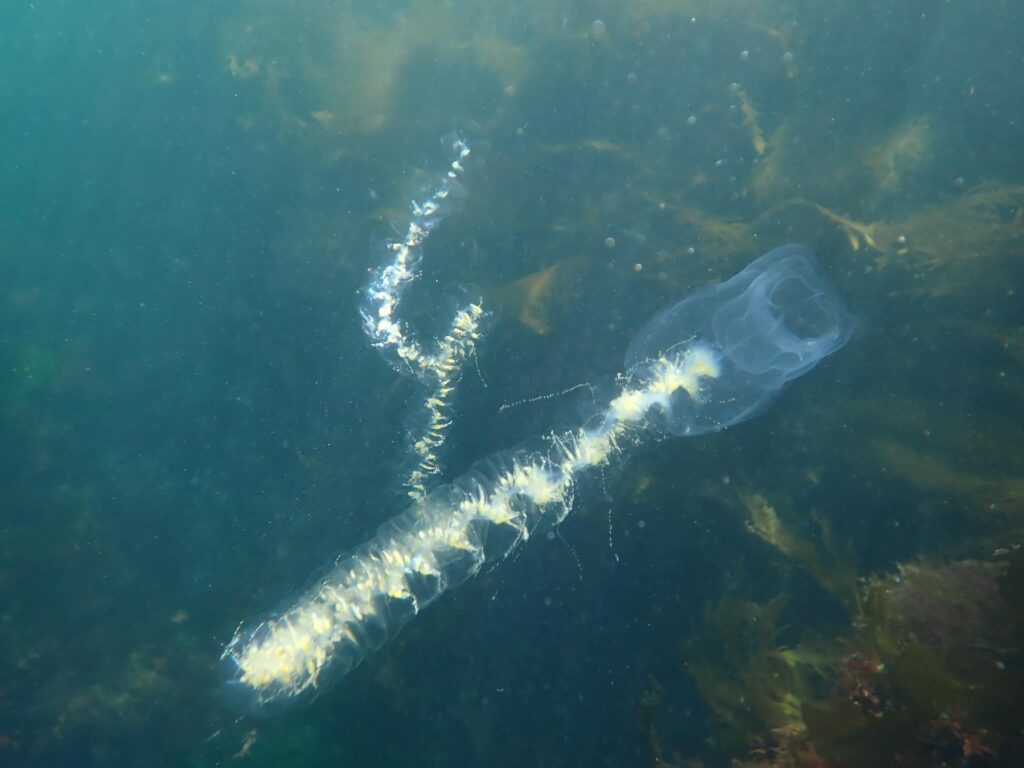 A mysterious two-foot sea creature spotted in a Canadian lake has sparked speculation of alien origins among social media users.