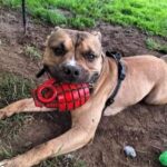 Bronson, the playful pup, struggles to find a home due to his love for mud. Despite being overlooked, he's a gentle giant seeking a loving family.