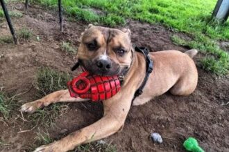 Bronson, the playful pup, struggles to find a home due to his love for mud. Despite being overlooked, he's a gentle giant seeking a loving family.