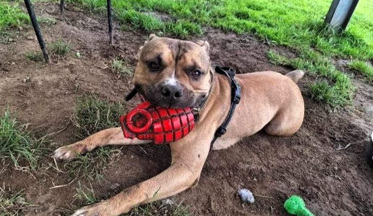 Bronson, the playful pup, struggles to find a home due to his love for mud. Despite being overlooked, he's a gentle giant seeking a loving family.