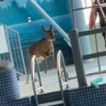 Deer crashes into a pool mid-lesson, sending swimmers scrambling. With a dramatic entrance, it swam across before staff guided it out safely.