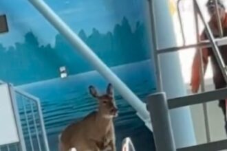 Deer crashes into a pool mid-lesson, sending swimmers scrambling. With a dramatic entrance, it swam across before staff guided it out safely.