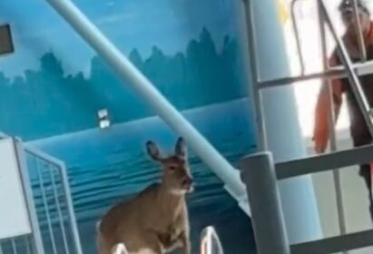 Deer crashes into a pool mid-lesson, sending swimmers scrambling. With a dramatic entrance, it swam across before staff guided it out safely.
