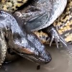 Giant anaconda spotted crushing a small alligator in the Amazon Rainforest. Video captures the reptile's futile struggle. Locals comment on the intense encounter.