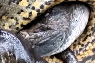 Giant anaconda spotted crushing a small alligator in the Amazon Rainforest. Video captures the reptile's futile struggle. Locals comment on the intense encounter.