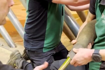 A viral video shows zookeepers pulling a 30-inch stick from an elephant's trunk at Dutch Amersfoort Zoo, Netherlands, relieving concerns of paralysis. With expert care, they removed the stick swiftly, ensuring the elephant, Yindi, recovered well.