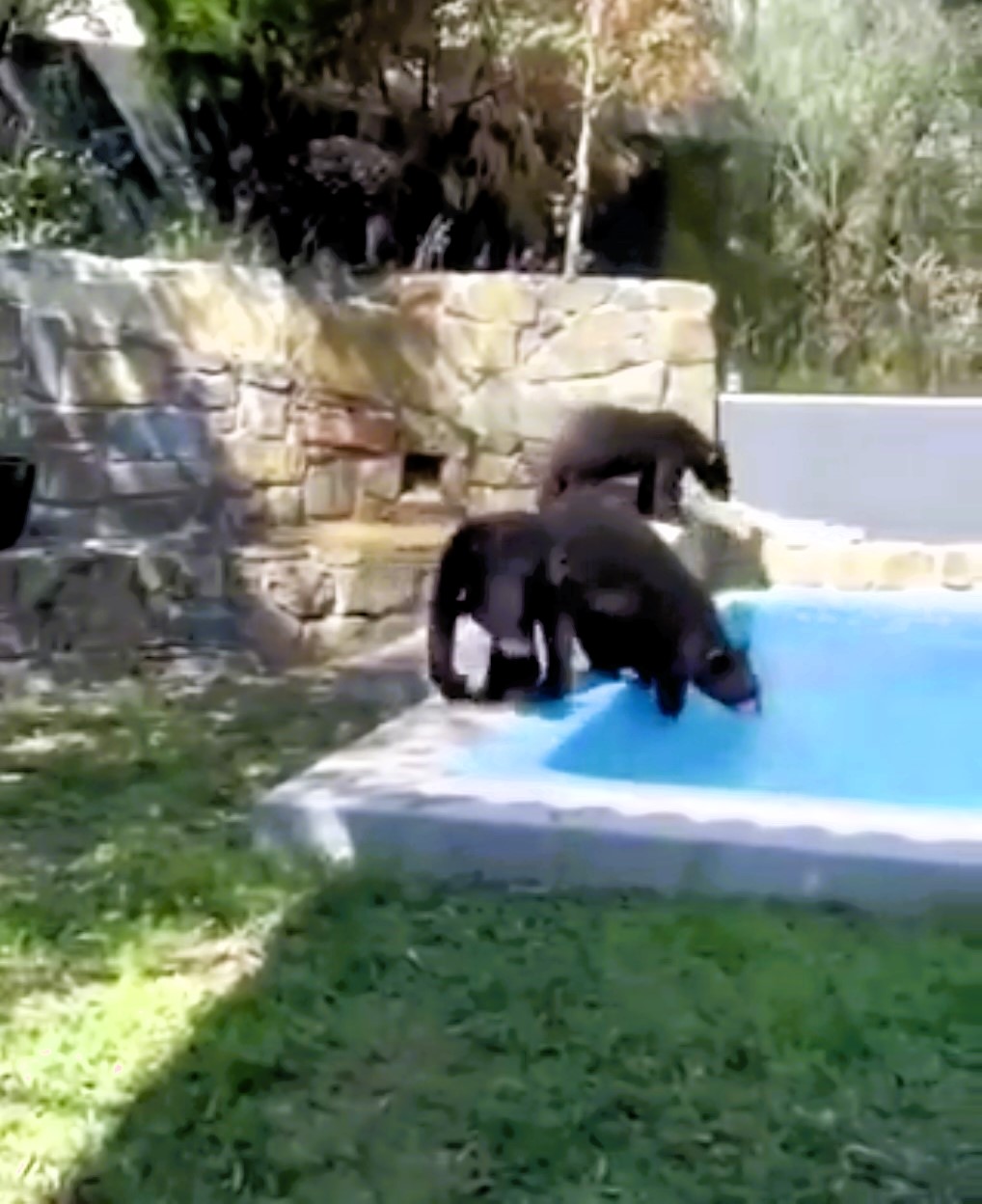 Witness the astonishing moment a family of bears takes a refreshing dip in a swimming pool, cooling off from the heat in San Pedro Garza García, Mexico.