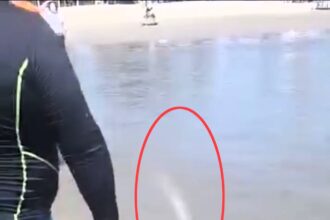 A deep-sea oarfish, often linked to natural disasters, has washed ashore in Mexico, alarming holidaymakers. The fish, resembling a sea serpent, was found on Stone Island. Oarfish sightings are rare, and their appearance is often considered ominous.