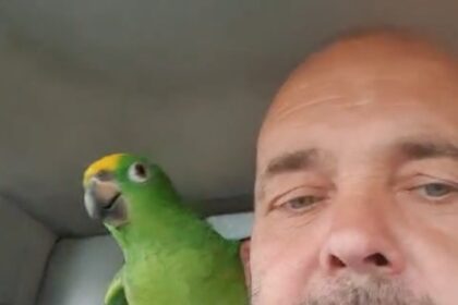 After four days missing, a lovable parrot named Joey was found when he couldn't resist flirting with a passerby, reuniting with his relieved owner.