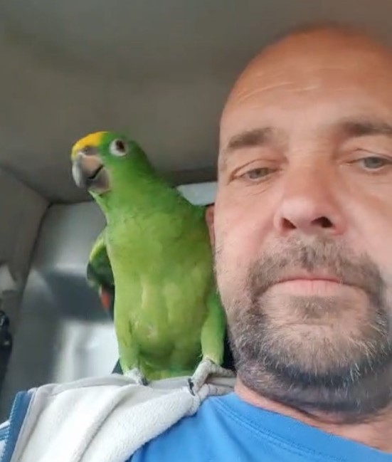 After four days missing, a lovable parrot named Joey was found when he couldn't resist flirting with a passerby, reuniting with his relieved owner.
