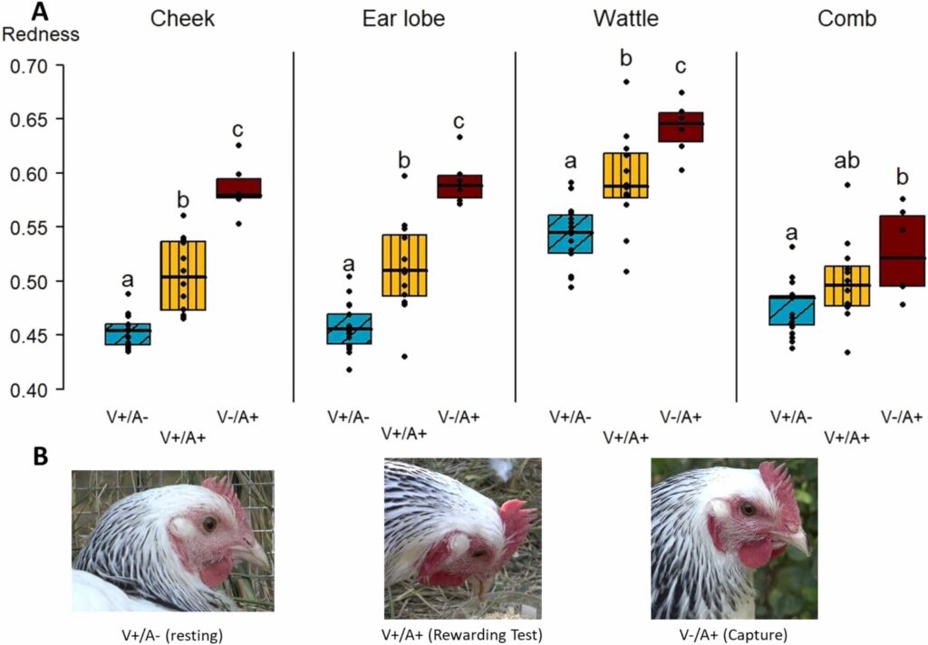 Chickens show human-like blushing when emotional, French study reveals. Sussex hens turn red in response to joy and stress, shedding light on animal welfare dynamics.