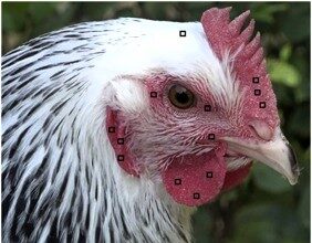 Chickens show human-like blushing when emotional, French study reveals. Sussex hens turn red in response to joy and stress, shedding light on animal welfare dynamics.