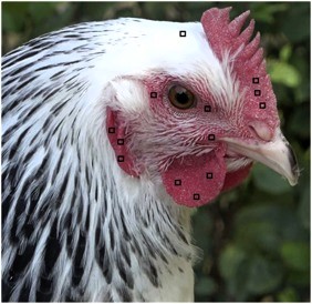 Chickens show human-like blushing when emotional, French study reveals. Sussex hens turn red in response to joy and stress, shedding light on animal welfare dynamics.