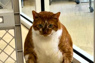 Chunky cat Ty, dubbed 'Thicken Nugget', is shedding pounds through swimming lessons to find his forever home. Already down to 26.8 lbs from 30, he's making strides toward his goal weight with twice-weekly water therapy sessions. Fans are cheering him on!