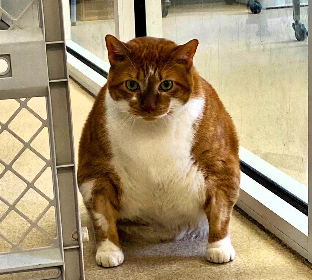 Chunky cat Ty, dubbed 'Thicken Nugget', is shedding pounds through swimming lessons to find his forever home. Already down to 26.8 lbs from 30, he's making strides toward his goal weight with twice-weekly water therapy sessions. Fans are cheering him on!
