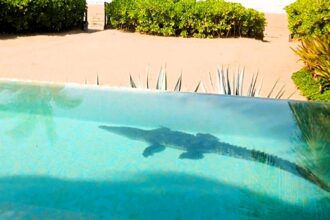 Crocodile surprises luxury resort guests by taking a dip in an infinity pool, sparking an unusual rescue operation in Zihuatanejo, Mexico.