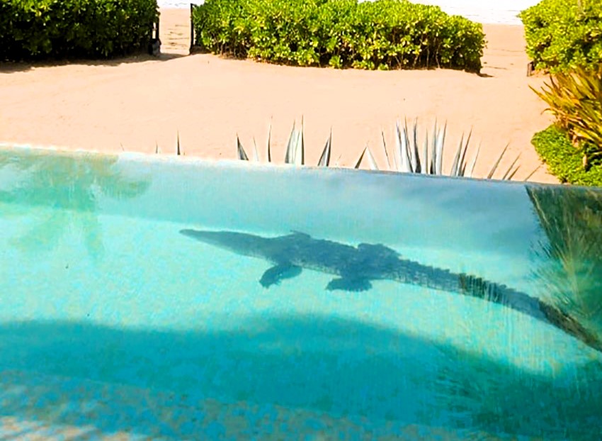 Crocodile surprises luxury resort guests by taking a dip in an infinity pool, sparking an unusual rescue operation in Zihuatanejo, Mexico.