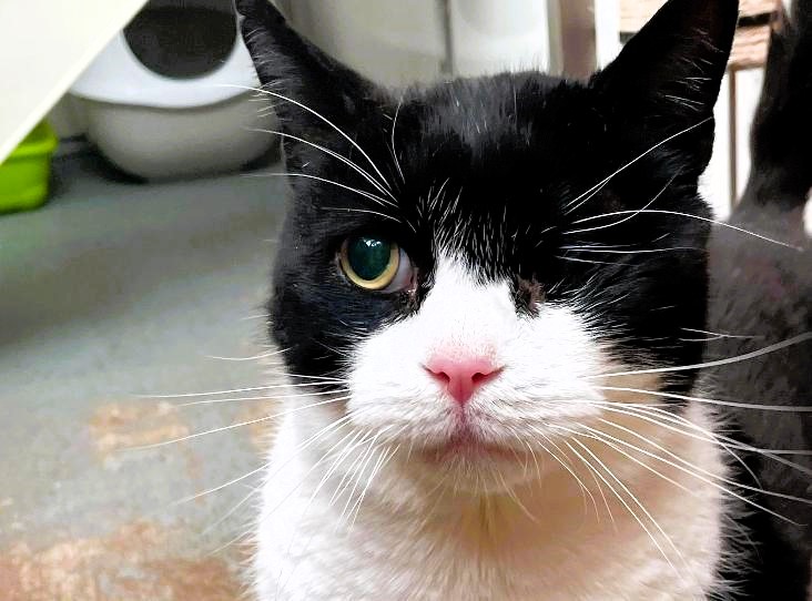 Gabriel, a one-eyed cat, seeks a loving home after his owner's dementia led to rehoming. Despite his unique look, the RSPCA worries he'll be overshadowed by kittens.