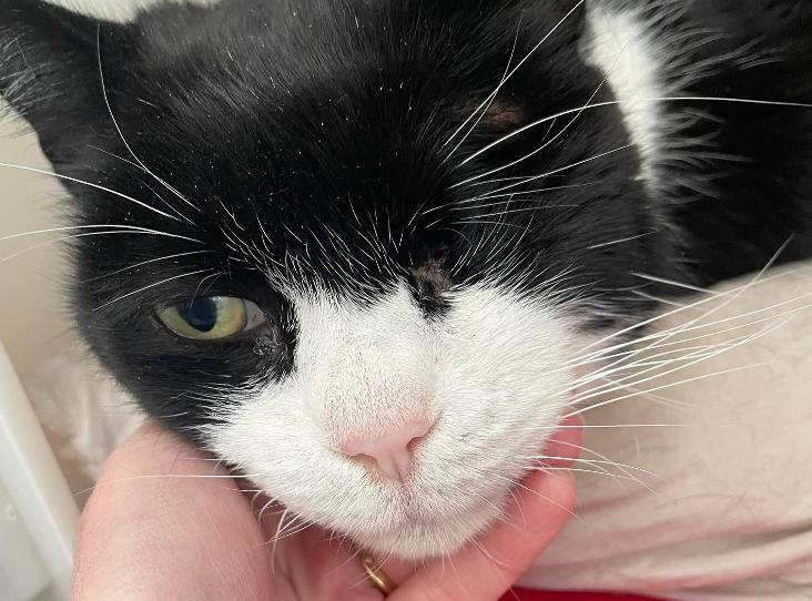Gabriel, a one-eyed cat, seeks a loving home after his owner's dementia led to rehoming. Despite his unique look, the RSPCA worries he'll be overshadowed by kittens.