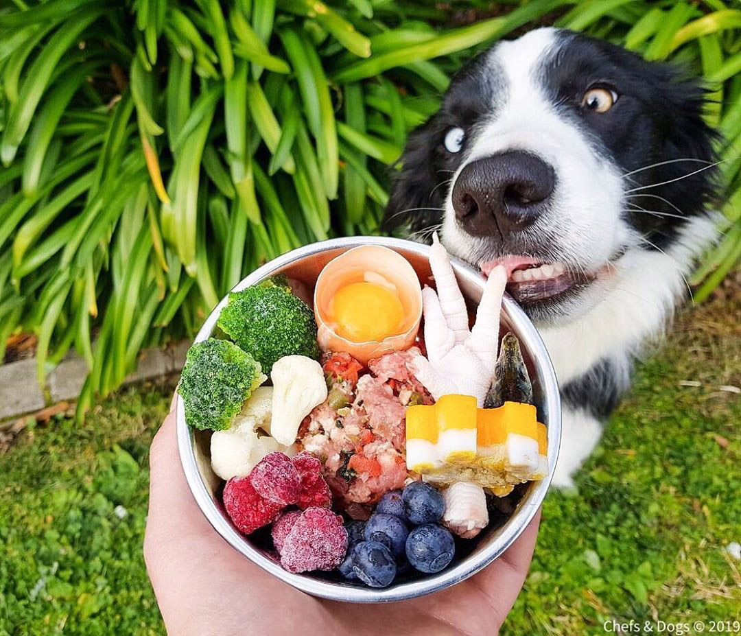 A couple's extravagant dog menu, featuring kangaroo hearts and marinated octopus, sparks debate online, with some questioning the expense and others mesmerized by the gourmet creations.
