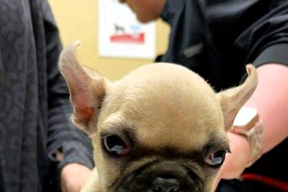Oscar, a 12-week-old French Bulldog, was cruelly abandoned due to poor health but has captured hearts worldwide. Donations exceeding £18,600 have poured in to support his medical care and give him a chance at a better life.