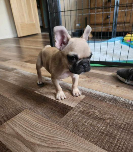 Oscar, a 12-week-old French Bulldog, was cruelly abandoned due to poor health but has captured hearts worldwide. Donations exceeding £18,600 have poured in to support his medical care and give him a chance at a better life.