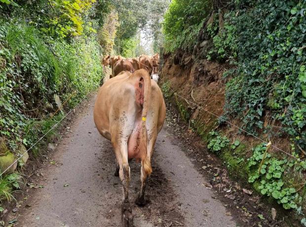 A herd of cows in Guernsey embarked on an unexpected adventure, wandering through lanes until they ended up at a GSPCA rescue facility, where they handed themselves in. Manager Steve Byrne humorously remarked on their cleverness, adding to a series of animal escapades on the island.