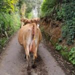 A herd of cows in Guernsey embarked on an unexpected adventure, wandering through lanes until they ended up at a GSPCA rescue facility, where they handed themselves in. Manager Steve Byrne humorously remarked on their cleverness, adding to a series of animal escapades on the island.