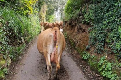 A herd of cows in Guernsey embarked on an unexpected adventure, wandering through lanes until they ended up at a GSPCA rescue facility, where they handed themselves in. Manager Steve Byrne humorously remarked on their cleverness, adding to a series of animal escapades on the island.