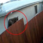 A resident in San Francisco sparked panic by reporting a cougar sighting captured on a Ring camera, prompting police response. However, it turned out to be just a domestic cat. The incident, reported on What's The Jam, amused locals and prompted reminders about wildlife safety.