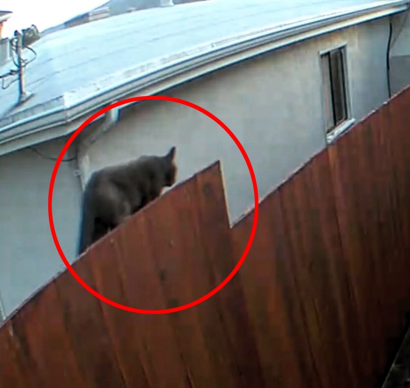 A resident in San Francisco sparked panic by reporting a cougar sighting captured on a Ring camera, prompting police response. However, it turned out to be just a domestic cat. The incident, reported on What's The Jam, amused locals and prompted reminders about wildlife safety.