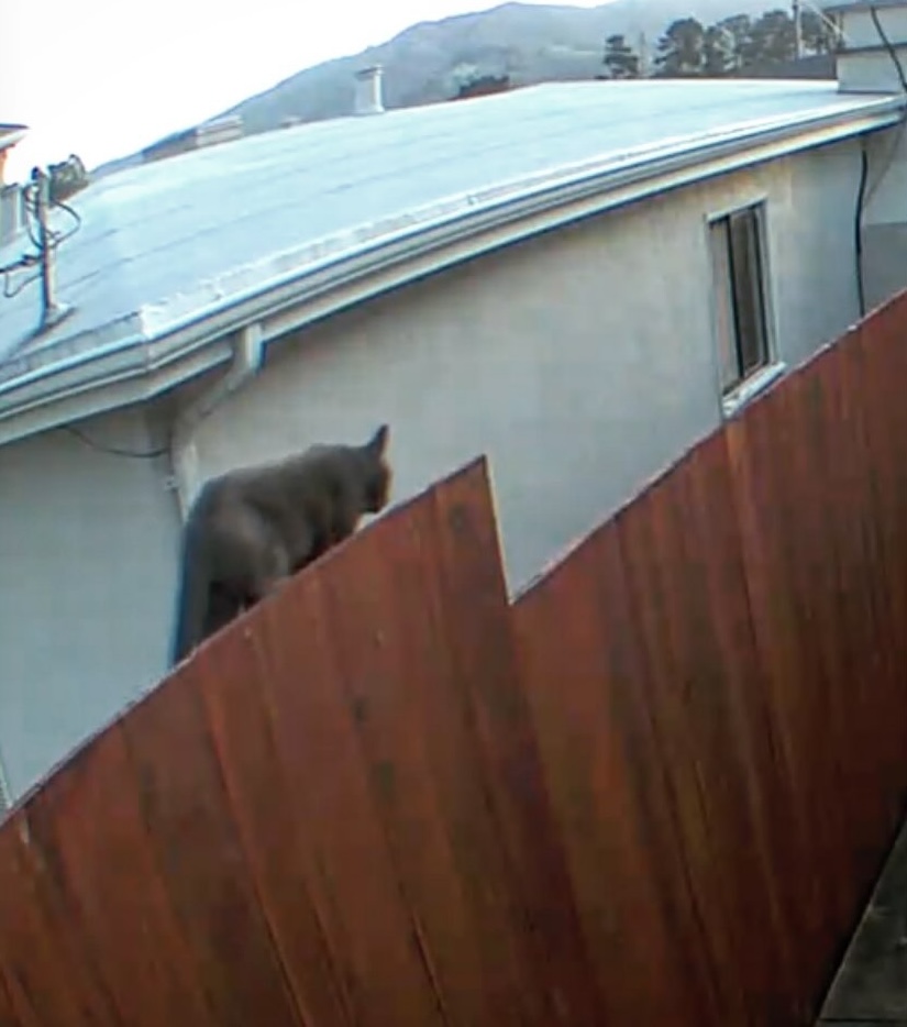A resident in San Francisco sparked panic by reporting a cougar sighting captured on a Ring camera, prompting police response. However, it turned out to be just a domestic cat. The incident, reported on What's The Jam, amused locals and prompted reminders about wildlife safety.
