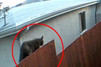 A resident in San Francisco sparked panic by reporting a cougar sighting captured on a Ring camera, prompting police response. However, it turned out to be just a domestic cat. The incident, reported on What's The Jam, amused locals and prompted reminders about wildlife safety.