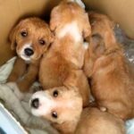 Hero volunteer rescues five puppies cruelly thrown into a ravine, sparking a heartwarming adoption story after their miraculous survival in Italy.