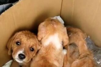 Hero volunteer rescues five puppies cruelly thrown into a ravine, sparking a heartwarming adoption story after their miraculous survival in Italy.