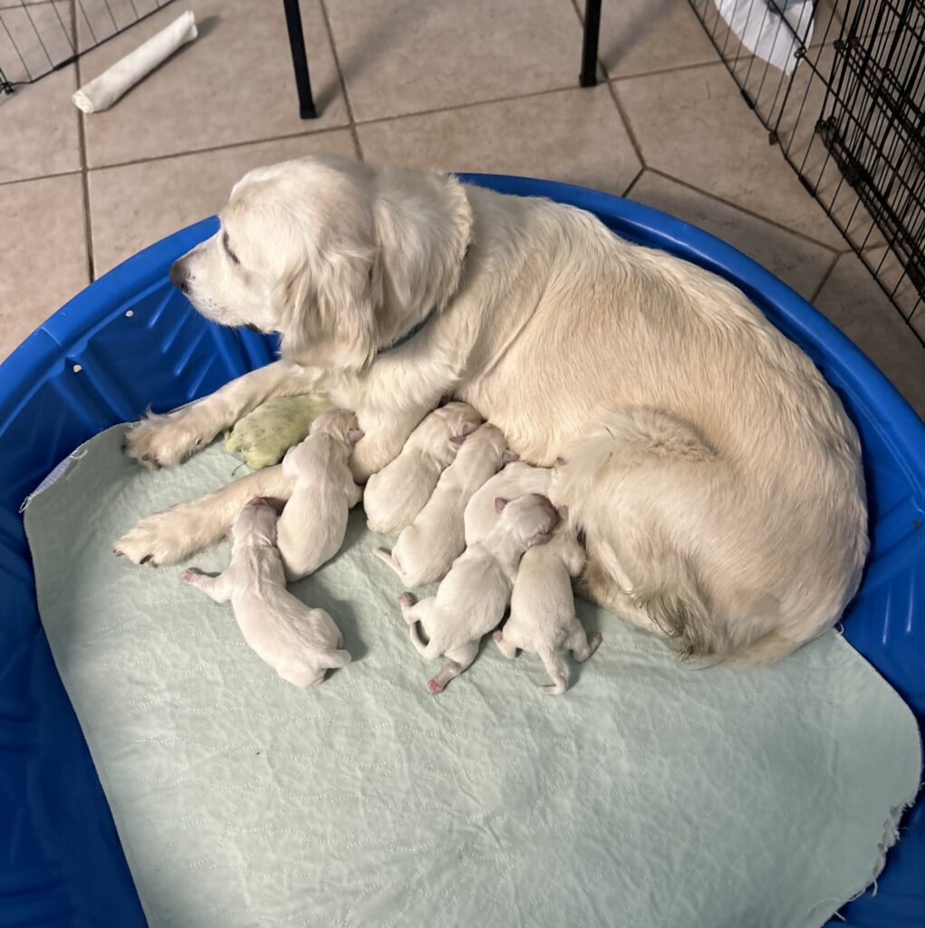 Golden retriever in Florida gives birth to rare lime green puppy named Shamrock due to unusual pigmentation from bile in the womb.