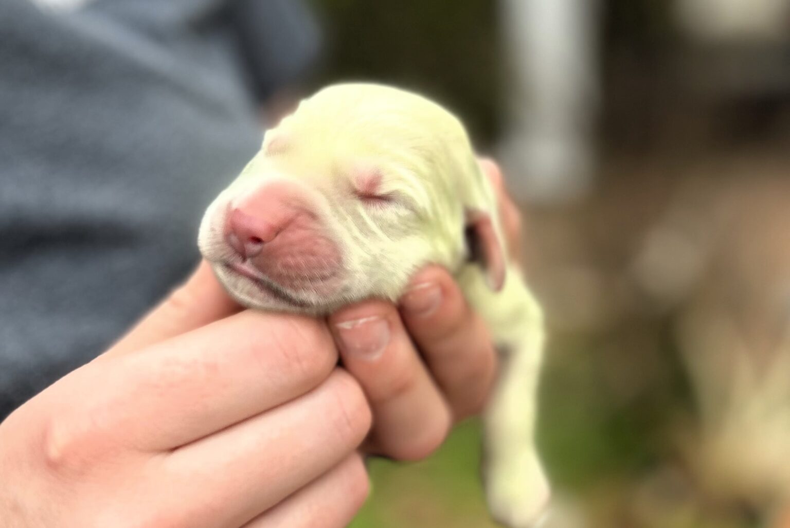 Golden retriever in Florida gives birth to rare lime green puppy named Shamrock due to unusual pigmentation from bile in the womb.