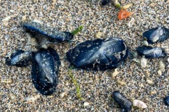 Mysterious alien-like creatures, known as Velella velella or By-the-wind sailors, wash up on UK beaches, sparking intrigue and caution among locals. The blue organisms resemble round jellyfish with sail-like fins and can pose a danger to dogs if ingested.