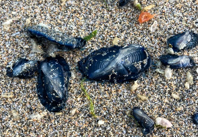 Mysterious alien-like creatures, known as Velella velella or By-the-wind sailors, wash up on UK beaches, sparking intrigue and caution among locals. The blue organisms resemble round jellyfish with sail-like fins and can pose a danger to dogs if ingested.