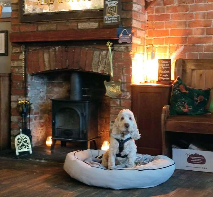 UK pub serves up a unique treat: a special menu for dogs, allowing owners to enjoy a pint with their furry friends. Bark Brew Dog 'Beer' included!