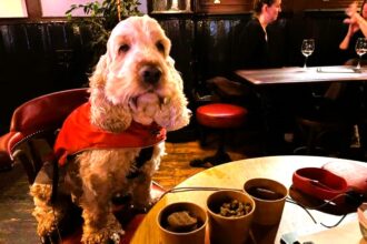 UK pub serves up a unique treat: a special menu for dogs, allowing owners to enjoy a pint with their furry friends. Bark Brew Dog 'Beer' included!
