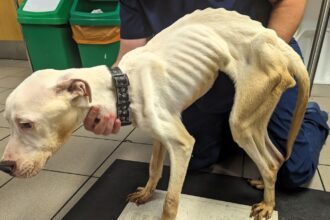 From a starving pup to a beloved companion, Penny's incredible journey shows the power of love and care. Rescued and thriving with her new owner.